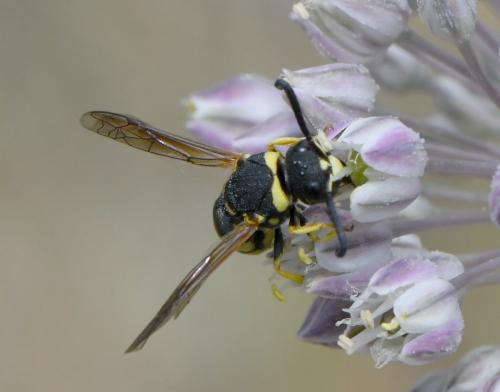Réf. 283 788 : Euodynerus sp.